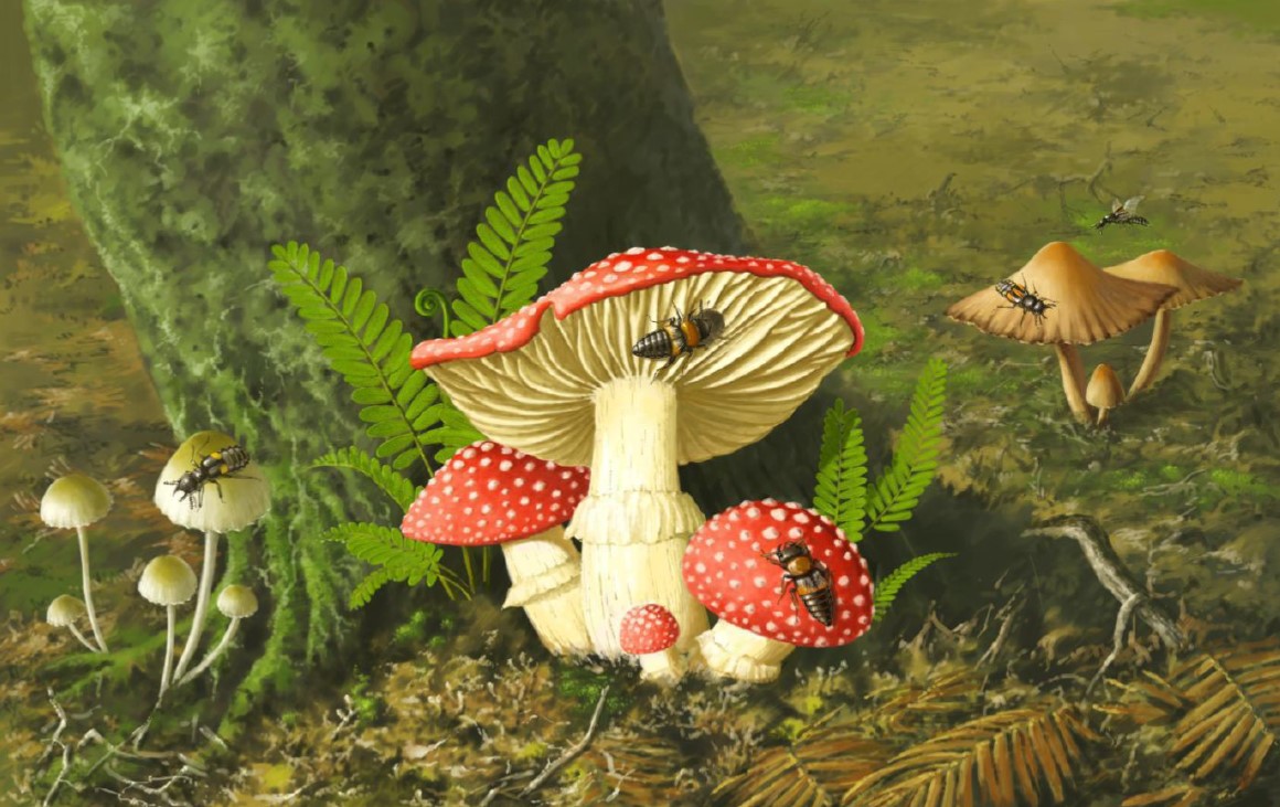 Mushrooms of the Crimea. Mushrooms of Crimea edible: description, photo Mushrooms of the Crimea. Mushrooms of Crimea edible: description, photo
