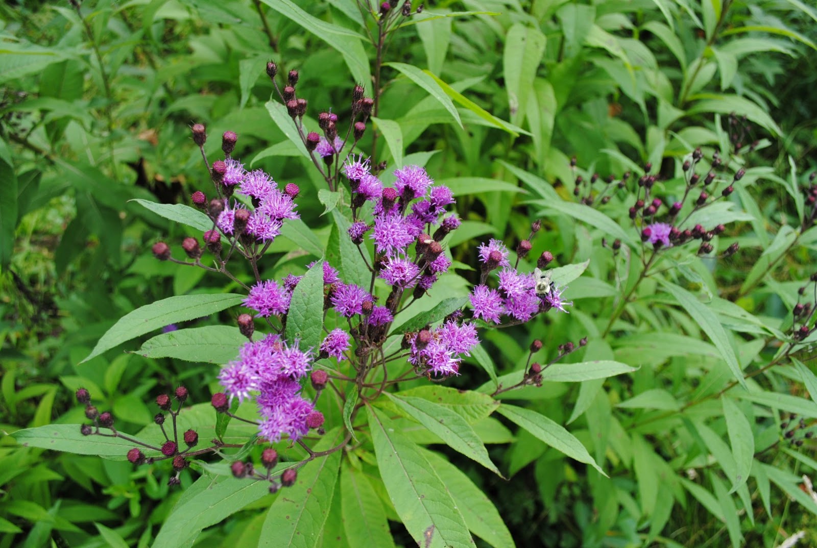 West Virginia Native WildflowersThe Big Year, 2013 Cool August