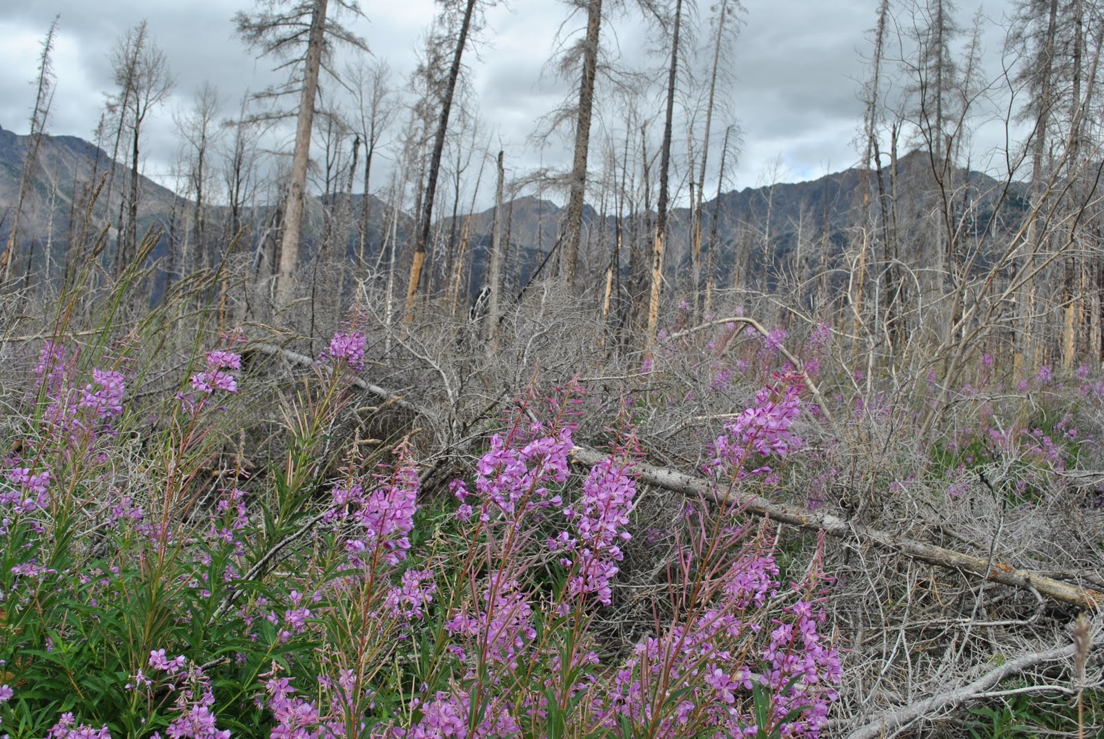 The Scientific Domestic: Fireweed.