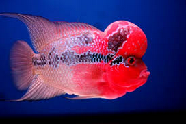 Ciri-Ciri Ikan Louhan