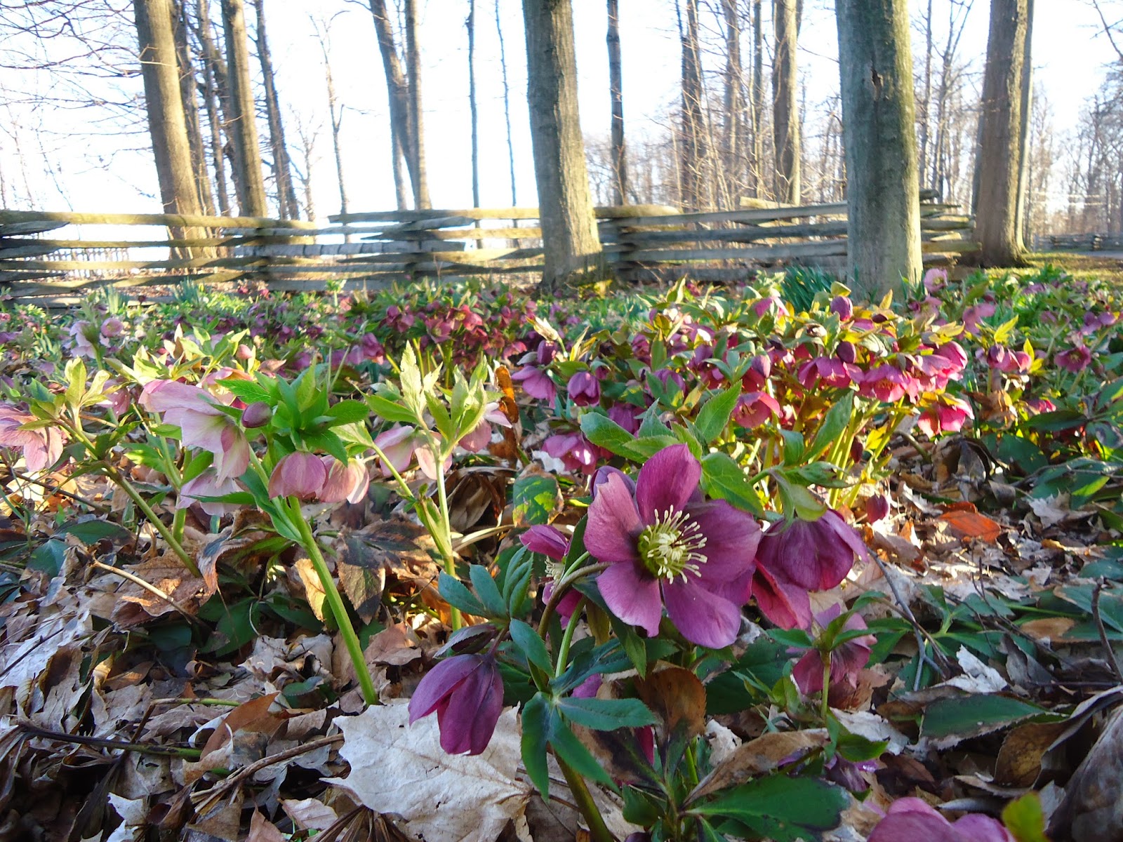 The Salty Gardener Hellebores