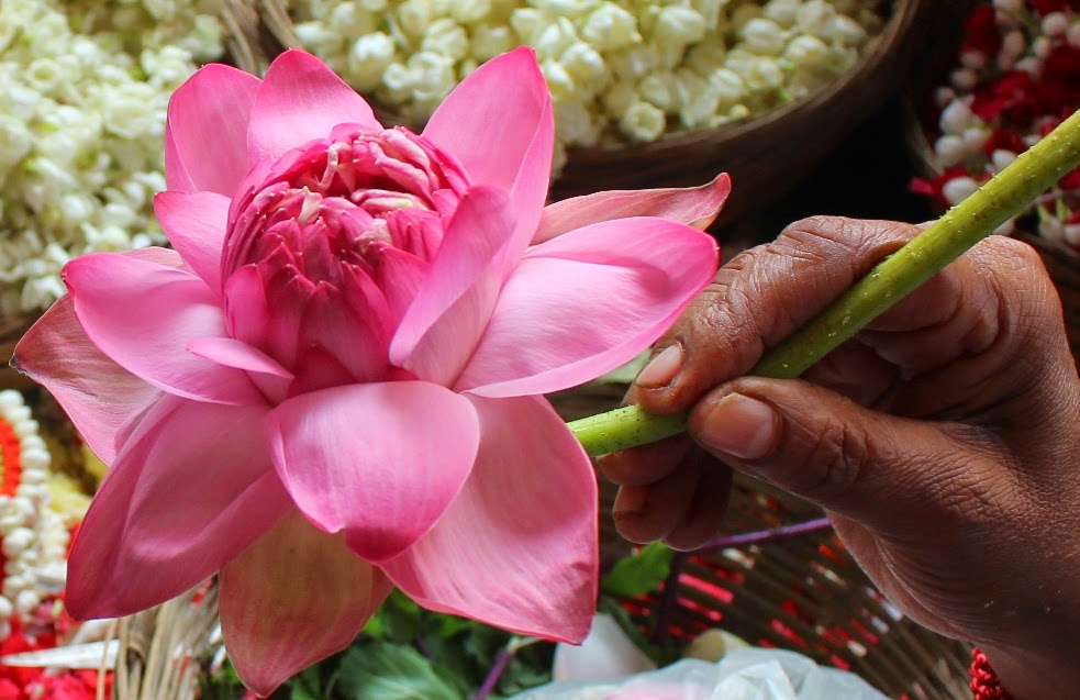 Delhi Magic Lotuses at the Chhatarpur Flower Market, Delhi