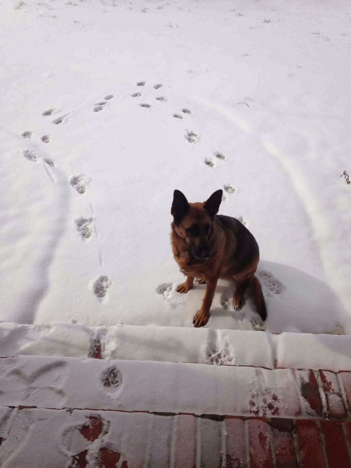 Cute dogs - part 8 (50 pics), german shepherd dog hates snow