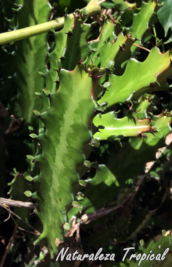 Detalle de los tallos, espinas y hojas del Cardón o Planta Candelabro, Euphorbia lactea