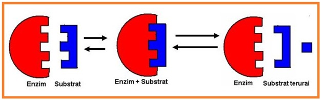Soal Enzim Update Infoo Budayakan Membaca Agar Kenali Fakta Soal Enzim Update Infoo Budayakan Membaca Agar Kenali Fakta