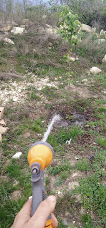 Watering the orchard Watering the orchard
