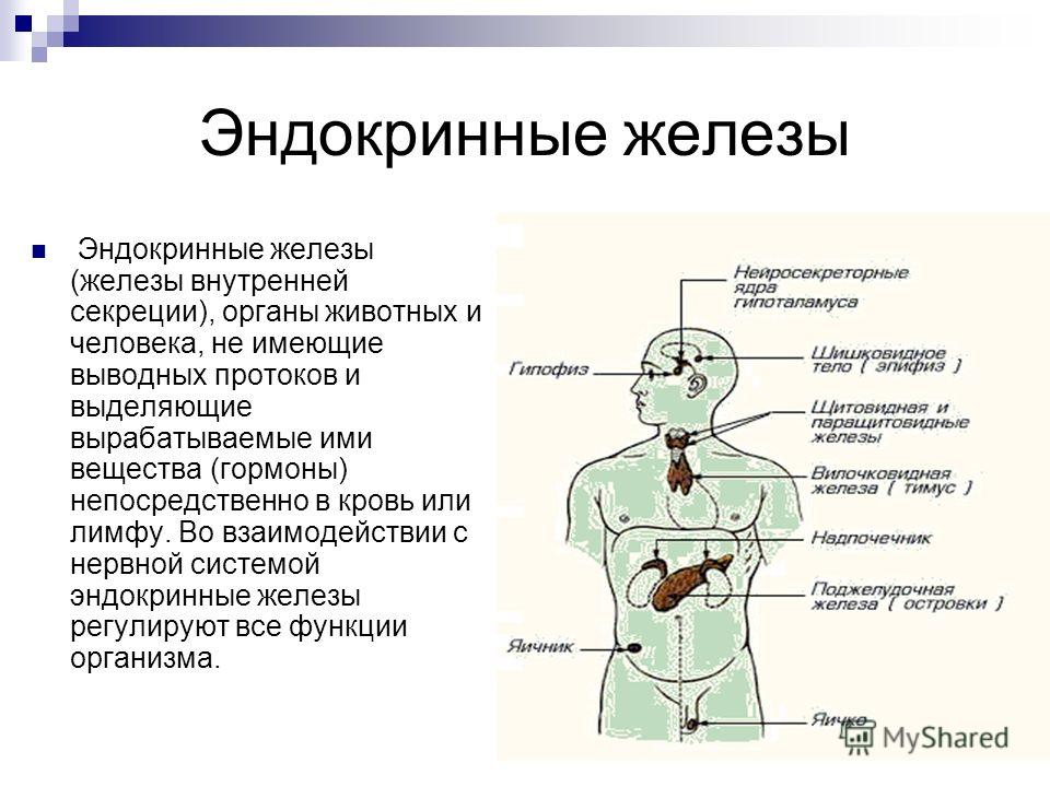 Железы выделяющие гормоны роста