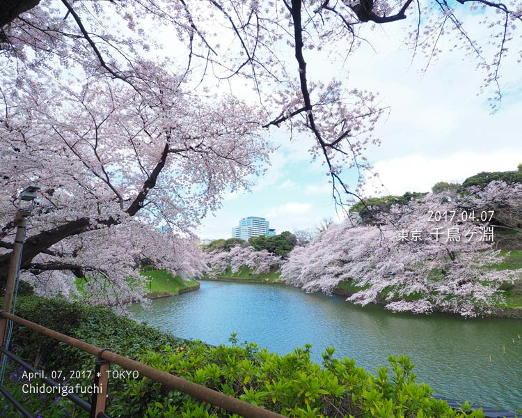 千鳥ヶ淵の桜がなんとか撮れた！(≧∀≦)