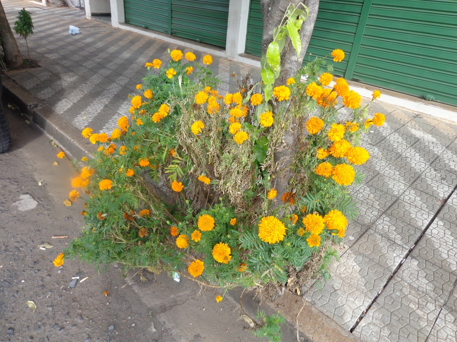 Diário de uma Sementeira: Tagetes ou Cravo-de-defunto (Tagetes erecta)