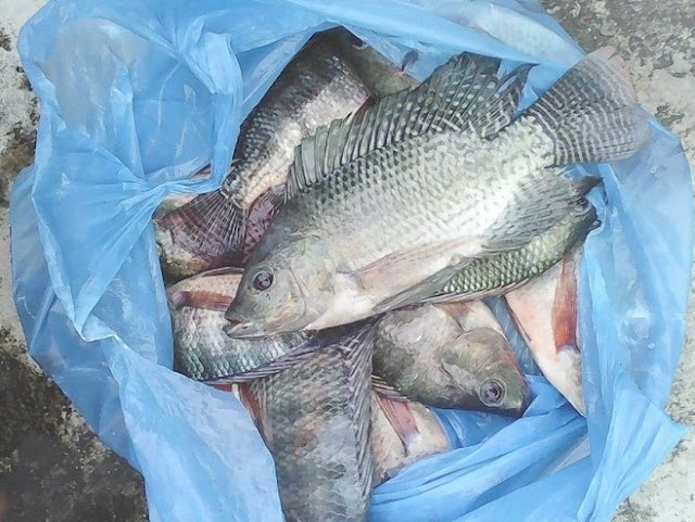Umpan Mancing Ikan Nila Malam Hari