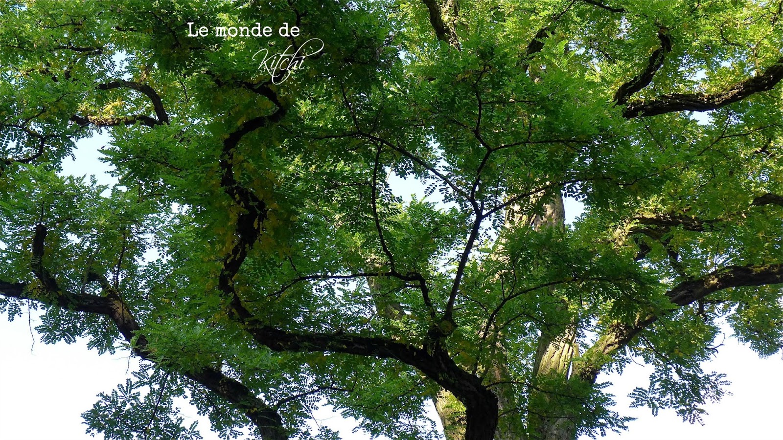 Le Monde De Kitchi Mein Freund Der Baum Robinie