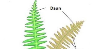 Tabel 27 Hasil Pengamatan Struktur Daun Tumbuhan Paku