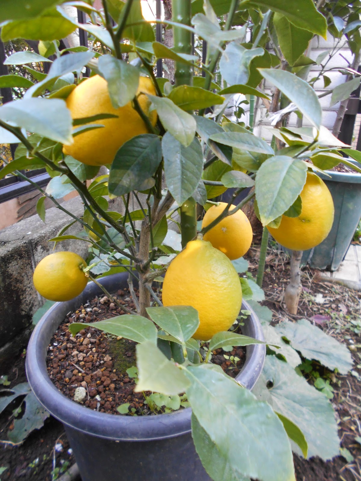 四季成り果樹園芸 レモンの収穫 Lisbon Lemon Grand Lemon