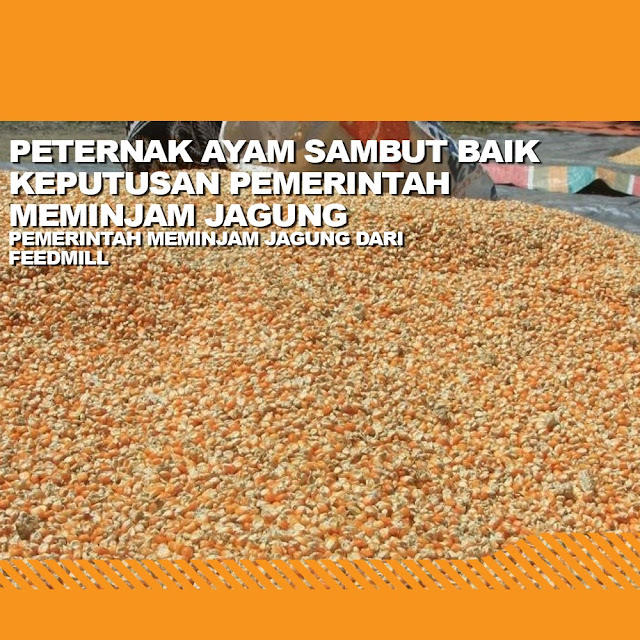 Peternak Ayam Sambut Baik Keputusan Pemerintah Meminjam Jagung
