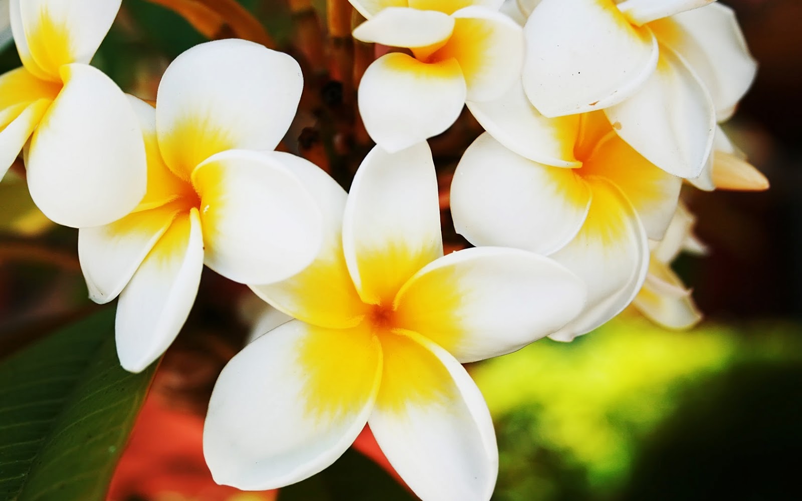 Hawaiian Tropical Flowers And Plants
