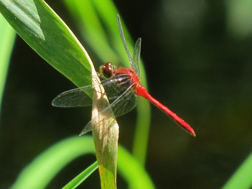 red meadowhawk dragonfly