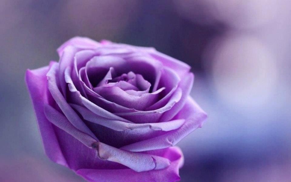 Purple Rose  Flowers Flower HD  Wallpapers  Images 