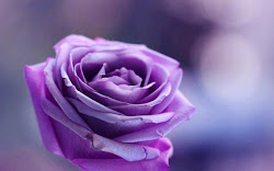 purple rose flowers background desktop flower wallpapers