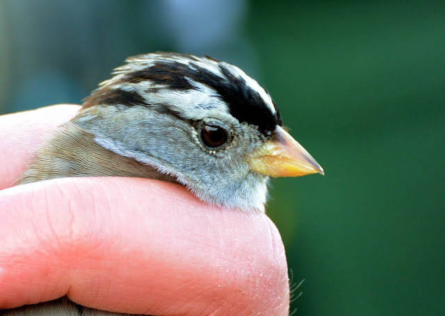 White-crowned Sparrow - Woolston Eyes, Cheshire (David Bowman)