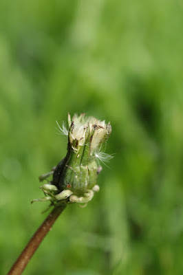 photograph of closed seed head of a dandelion. photo by Corina Duyn