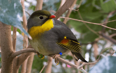 Daftar Resmi Harga Burung Robin Terbaru Dikala Ini
