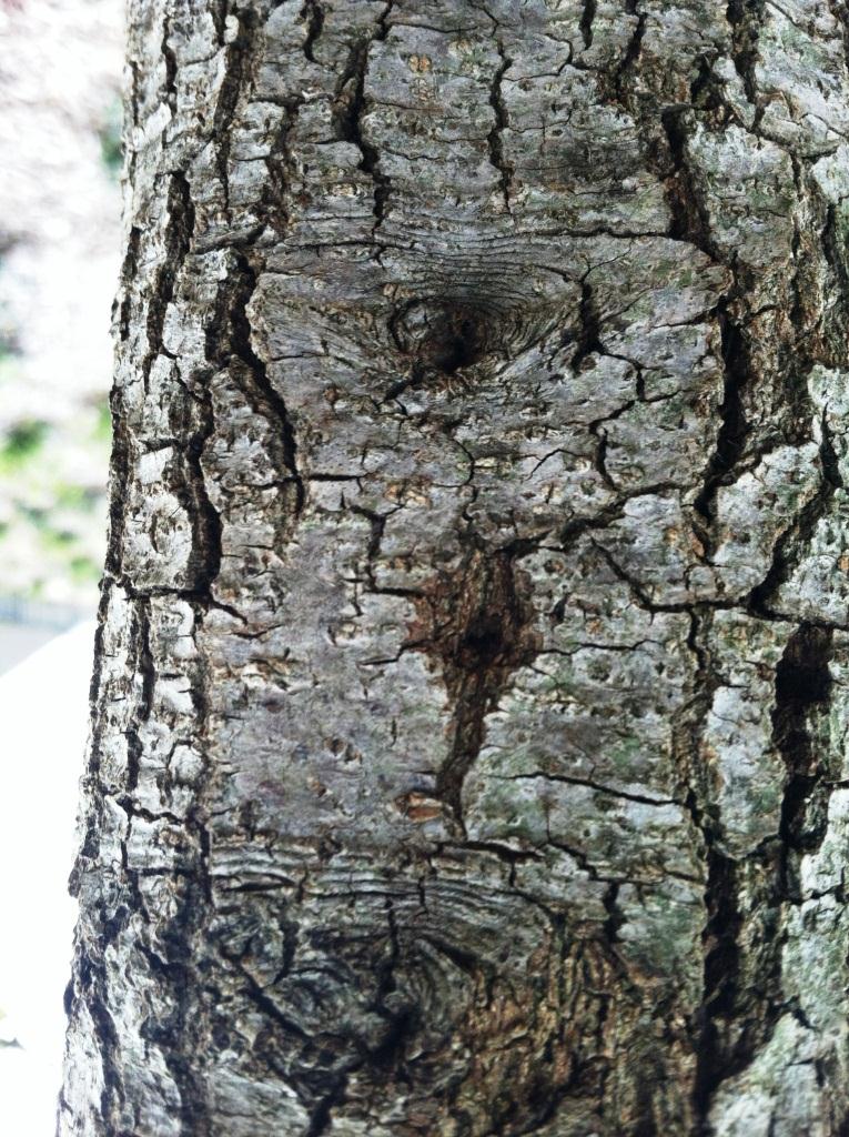 Xtremehorticulture of the Desert: Sapsucker Damage on Australian Bottle