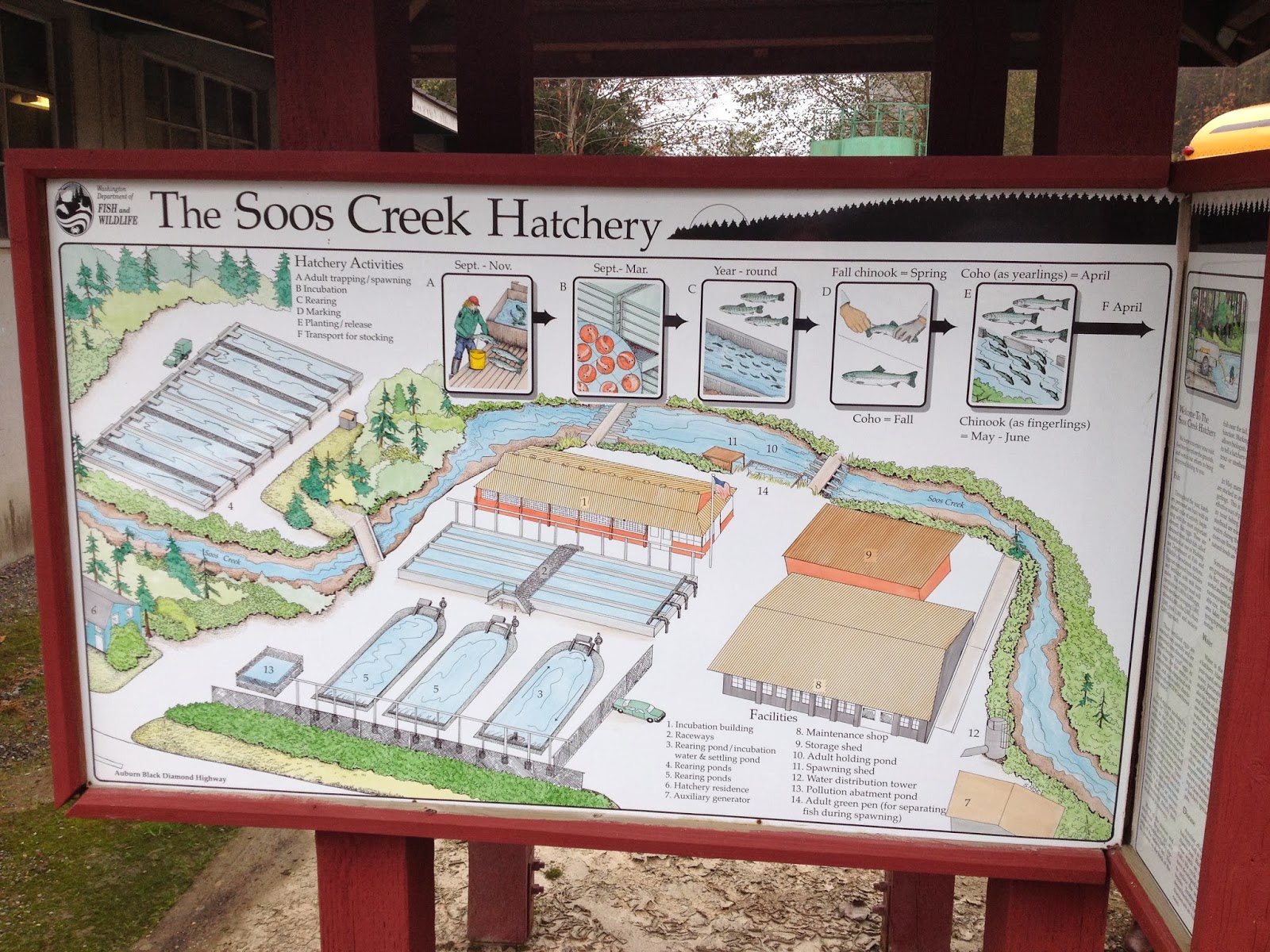Seabury Pioneers Soos Creek Salmon Hatchery