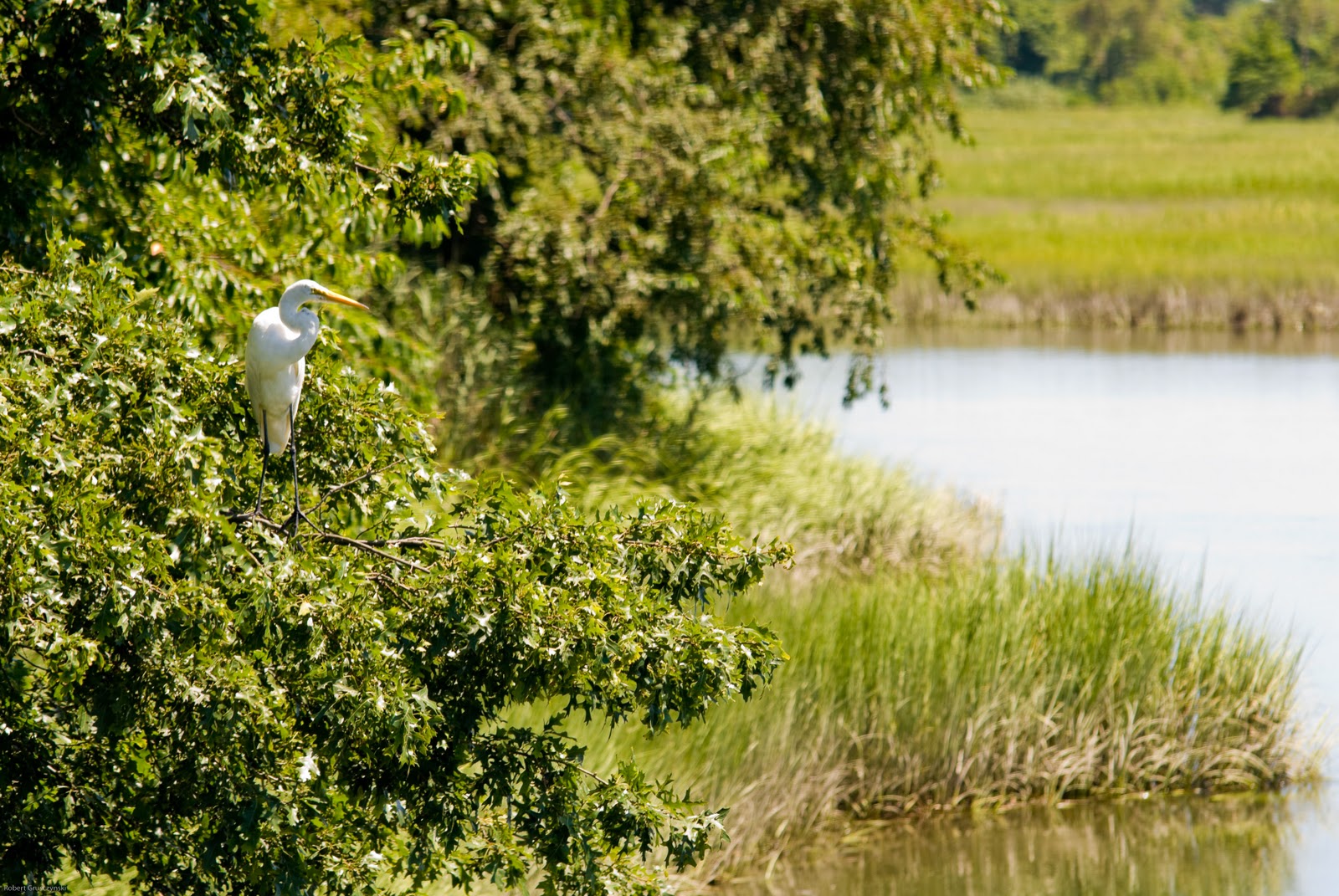 RWG Fine Photography Bird, Fairfield Connecticut