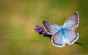 Provence Chalk-hill Blue Butterfly Provence Chalk-hill Blue Butterfly