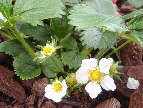 Fresas en maceta