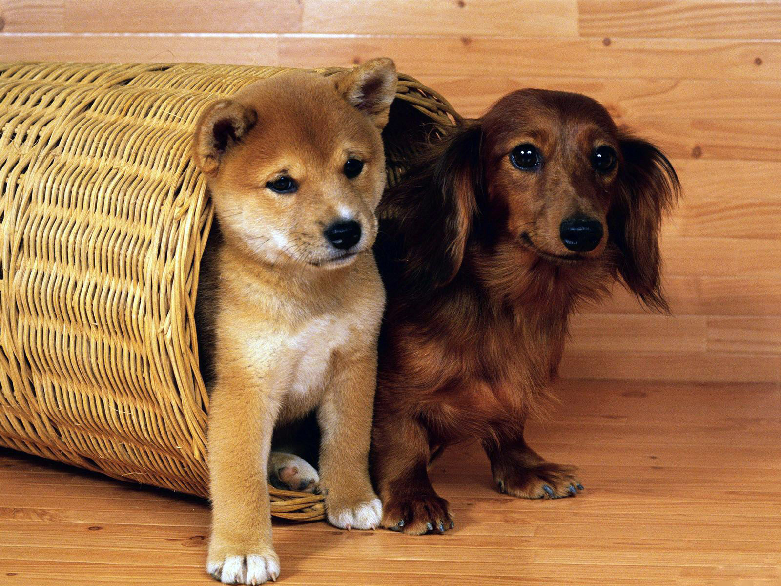 Puppy Dogs