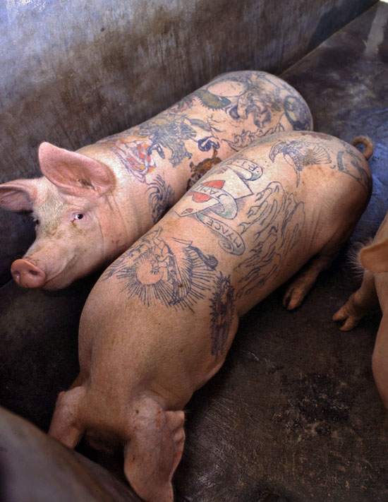 Свинка кожа. Кожа для татуирования свиная.