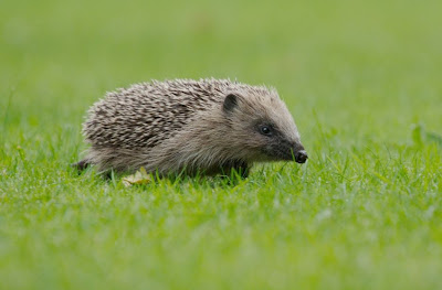 Beautiful Hedgehog Pictures of All Time