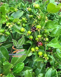 cherry brazil nâng cao dinh dưỡng sức khỏe  H5