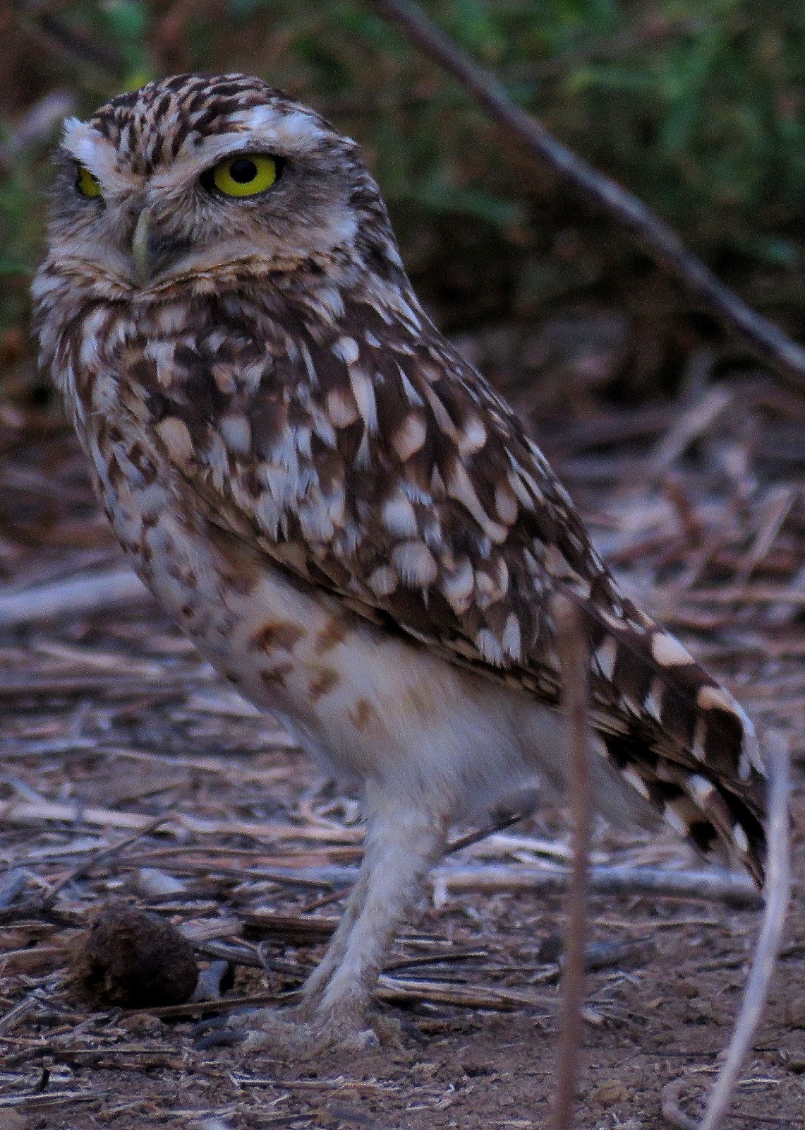 Aves de Cajamarca - Birds of Cajamarca - PERÚ: Entre algarrobos, cactus ...