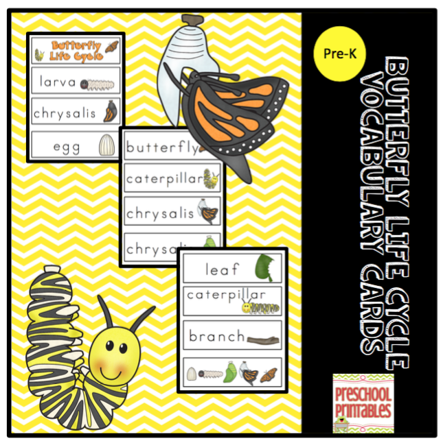 free butterfly life cycle vocabulary