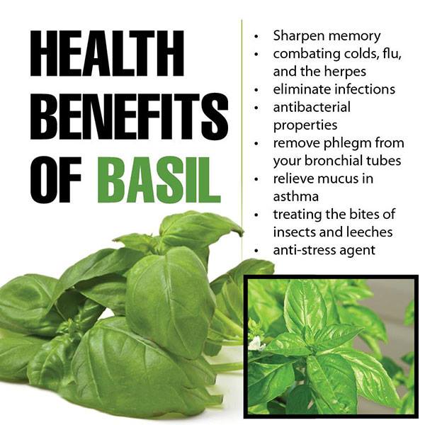 Basil Health Benefit Benefits Of Basil Easy Health & Beauty