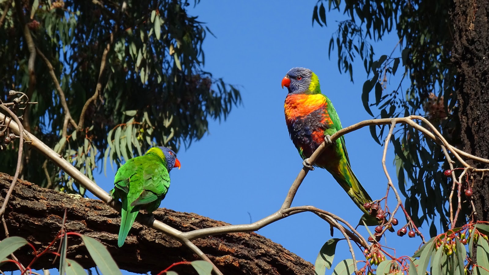 Nixpixmix Rainbow Lorikeets