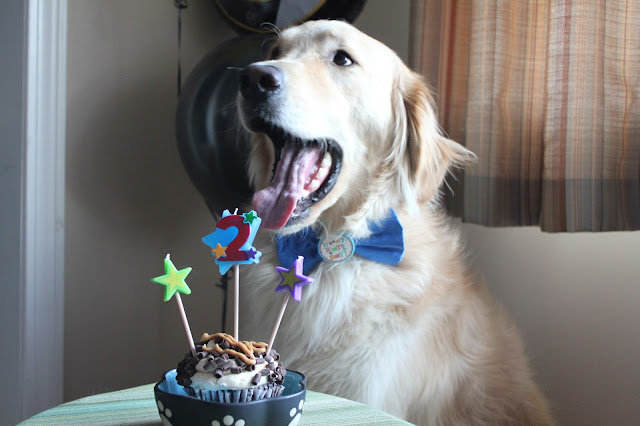 dog yawning over cupcake