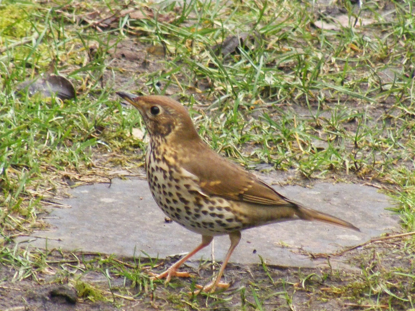 Tales from Hazel Cottage: The Darkling Thrush and friends
