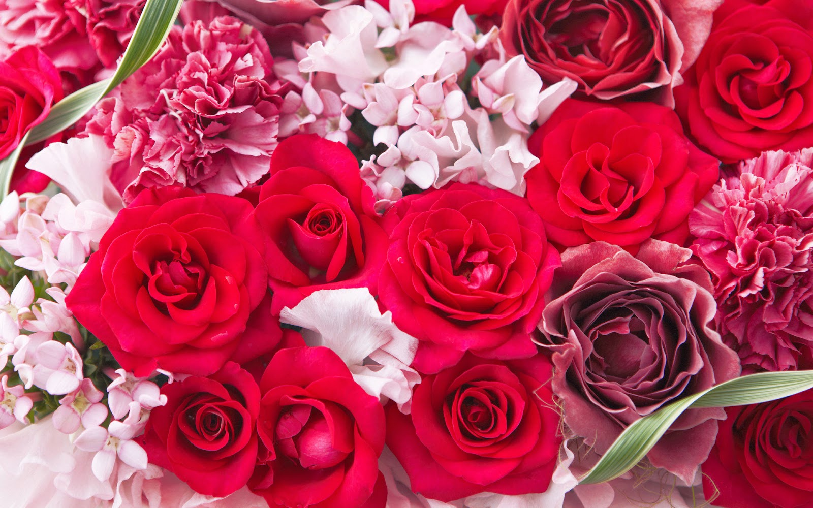 Gambar Bunga Romantis Cantik dan Indah  I Love You Wallpapers 