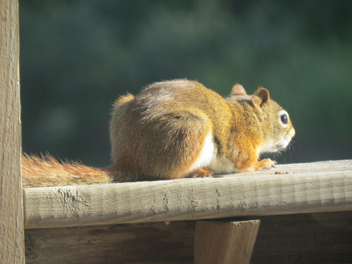 red squirrel