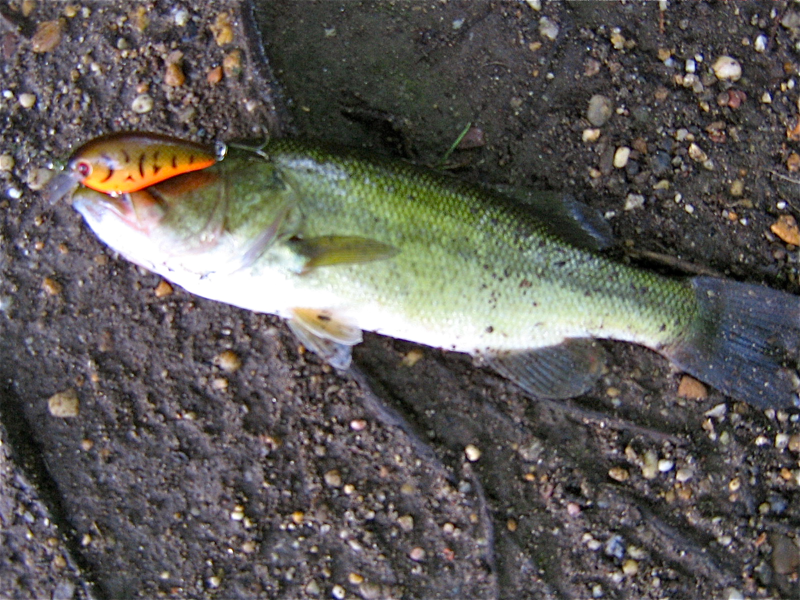 Extreme Philly Fishing: Reports (Mike H.): FDR Park (Franklin Delano ...
