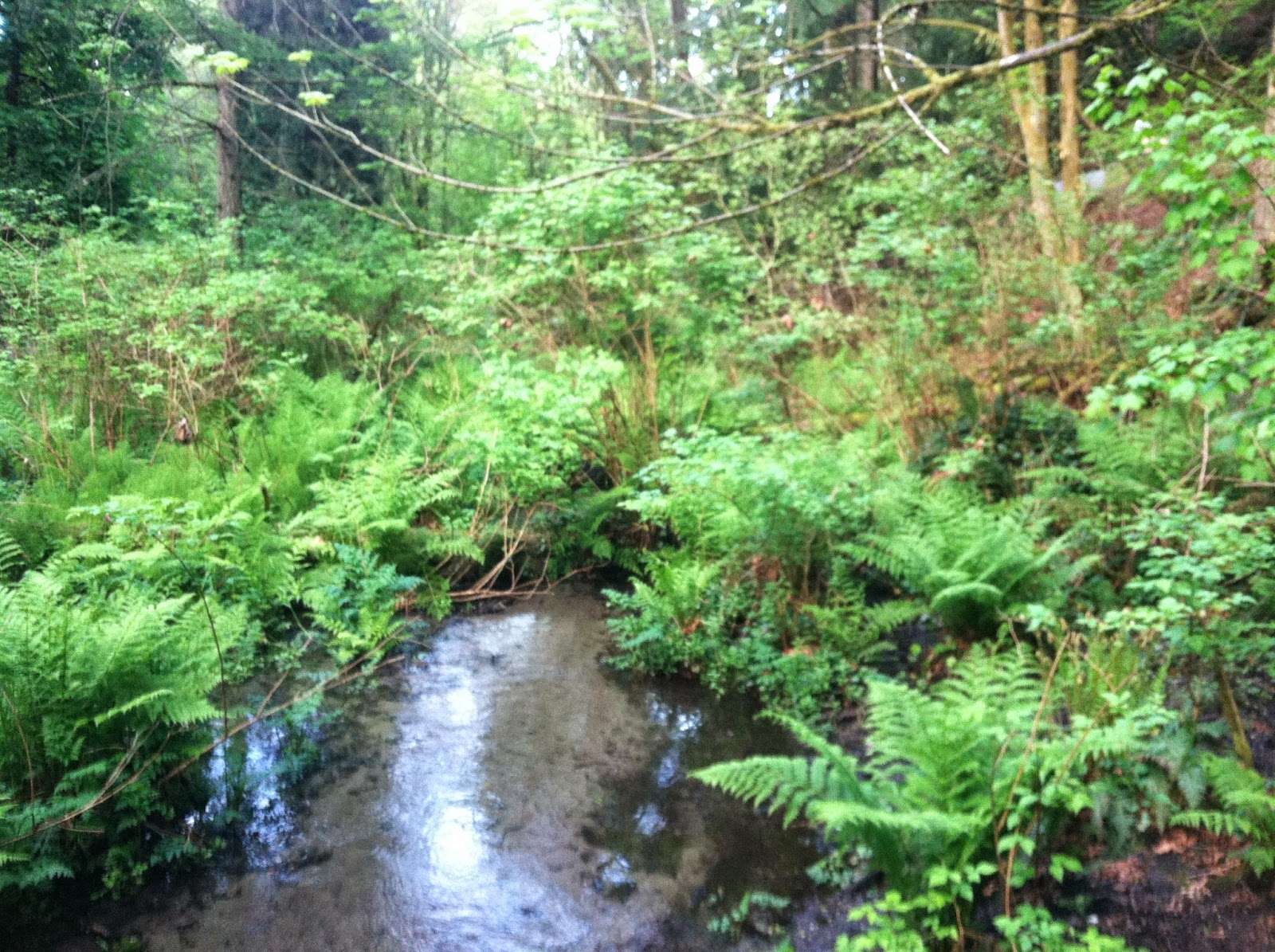 The Daily Nature Ravenna Park April 2014