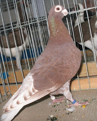Pigeon caronculè ‘d Ostrowiec