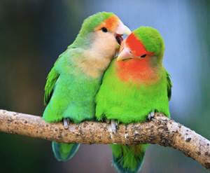 burung lovebird muka salem burung lovebird muka salem, lovebird muka salem