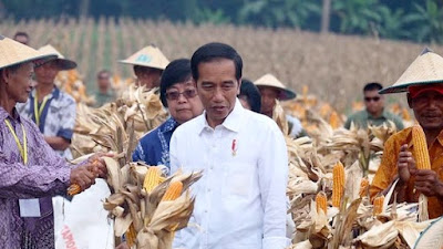Presiden Jokowi Panen Raya Jagung di Tuban 