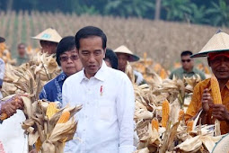 Presiden Jokowi Panen Raya Jagung di Tuban 
