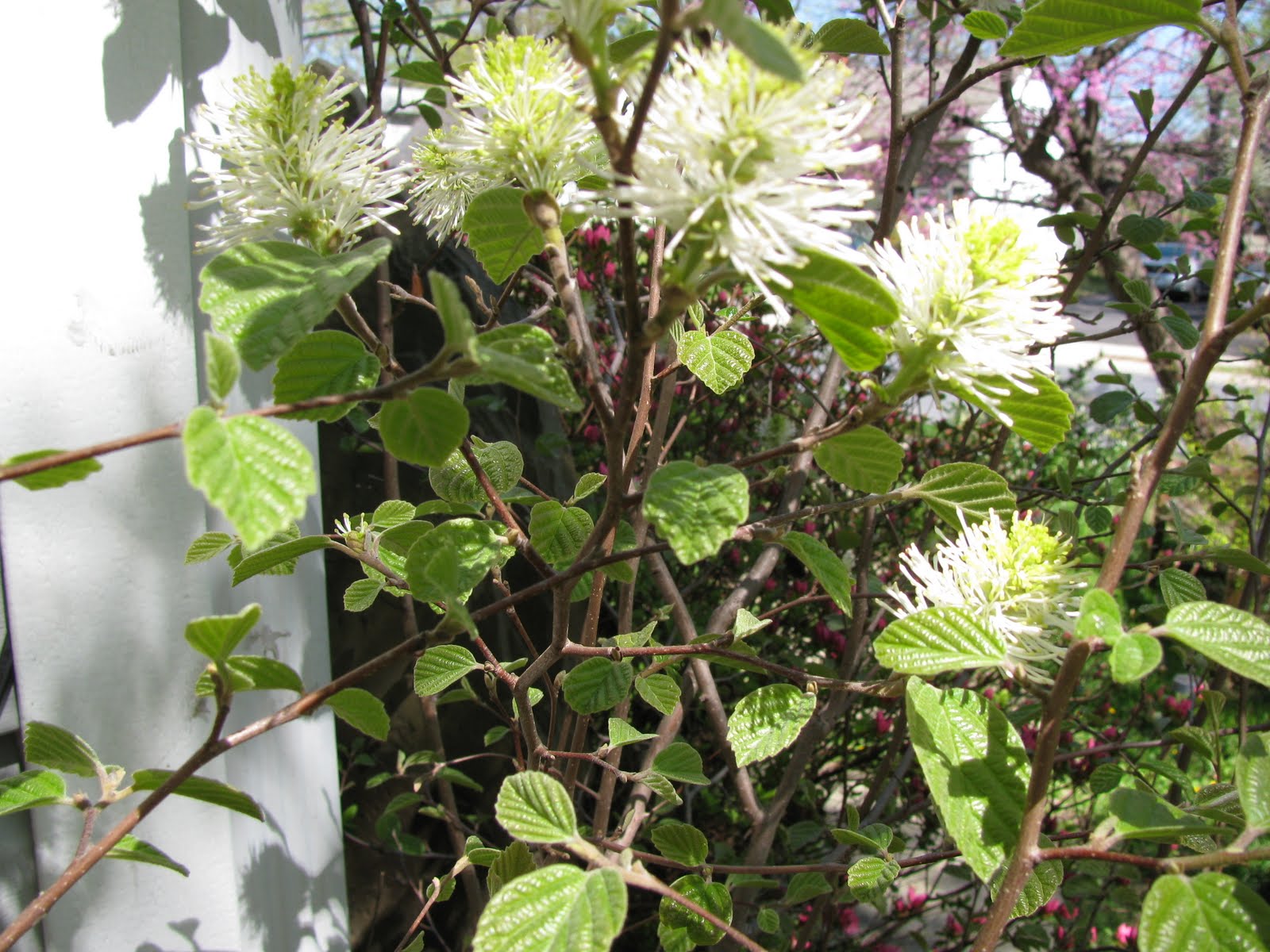 Princeton Nature Notes Fothergilla Gardenii