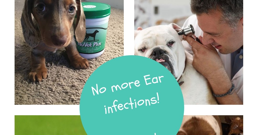 I love My Dog; Natural Pet Health, Finally a Remedy for yeast ear